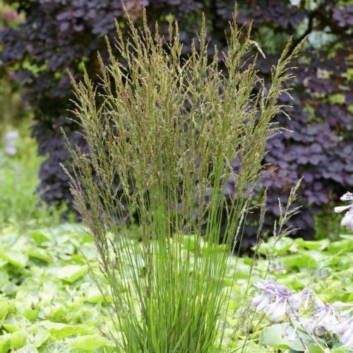 Molinia caerulea Torch JAUNUMS 2025